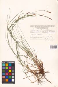 Carex tomentosa L., Eastern Europe, Moldova (E13a) (Moldova)