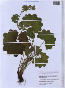 Alchemilla lindbergiana Juz., Siberia, Baikal & Transbaikal region (S4) (Russia)