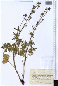 Delphinium chamissonis Pritz. ex Walp., Siberia, Yakutia (S5) (Russia)