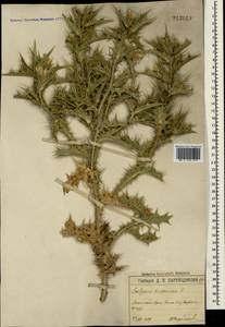 Scolymus hispanicus L., Crimea (KRYM) (Russia)