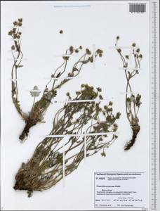 Potentilla ×prostrata Rottb., Siberia, Western Siberia (S1) (Russia)