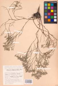 Limonium caspium (Willd.) Gams, Middle Asia, Caspian Ustyurt & Northern Aralia (M8) (Kazakhstan)