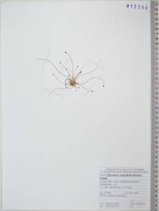 Eleocharis ovata (Roth) Roem. & Schult., Siberia, Russian Far East (S6) (Russia)