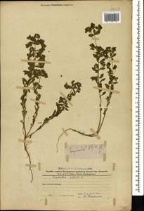 Euphorbia stricta L., Caucasus, Azerbaijan (K6) (Azerbaijan)