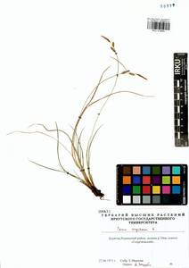 Carex cespitosa L., Siberia, Baikal & Transbaikal region (S4) (Russia)
