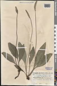 Plantago urvillei Opiz, Eastern Europe, North Ukrainian region (E11) (Ukraine)