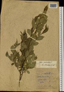 Salix pseudopentandra (Flod.) Flod., Siberia, Yakutia (S5) (Russia)