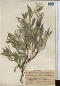 Elaeagnus angustifolia L., Middle Asia, Caspian Ustyurt & Northern Aralia (M8) (Kazakhstan)