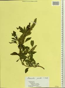 Amaranthus powellii S. Watson, Eastern Europe, Central forest-and-steppe region (E6) (Russia)