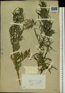 Artemisia vulgaris L., Siberia, Baikal & Transbaikal region (S4) (Russia)