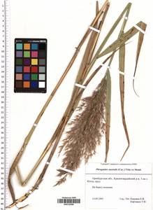 Phragmites australis (Cav.) Trin. ex Steud., Eastern Europe, Eastern region (E10) (Russia)