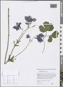 Aquilegia sibirica Lam., Siberia, Baikal & Transbaikal region (S4) (Russia)