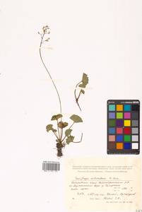 Micranthes nelsoniana subsp. nelsoniana, Siberia, Russian Far East (S6) (Russia)