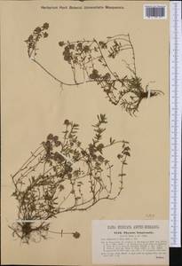 Thymus longicaulis C.Presl, Western Europe (EUR) (Slovenia)