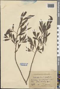 Salix alba × fragilis, Caucasus, Krasnodar Krai & Adygea (K1a) (Russia)