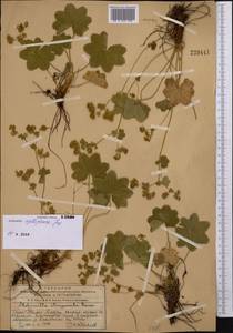 Alchemilla cyrtopleura Juz., Middle Asia, Western Tian Shan & Karatau (M3) (Kazakhstan)