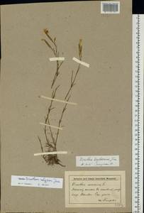 Dianthus arenarius L., Eastern Europe, Lower Volga region (E9) (Russia)