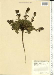Artemisia borealis Pall., Eastern Europe, Northern region (E1) (Russia)