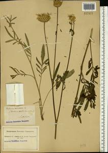 Centaurea orientalis L., Eastern Europe, North Ukrainian region (E11) (Ukraine)