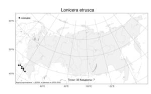 Lonicera etrusca Santi, Atlas of the Russian Flora (FLORUS) (Russia)