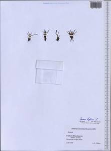 Juncus biglumis L., Western Europe (EUR) (Svalbard and Jan Mayen)