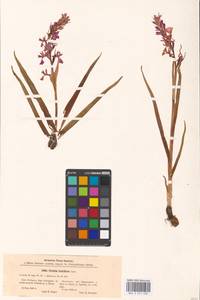 Anacamptis palustris (Jacq.) R.M.Bateman, Pridgeon & M.W.Chase, Eastern Europe, North Ukrainian region (E11) (Ukraine)