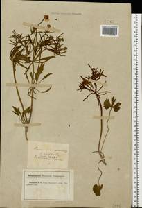 Ranunculus auricomus L., Eastern Europe, Central forest-and-steppe region (E6) (Russia)