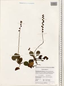 Pyrola minor L., Eastern Europe, Northern region (E1) (Russia)