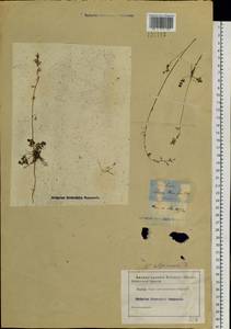 Thalictrum alpinum L., Siberia (no precise locality) (S0) (Russia)