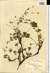 Potentilla crantzii (Crantz) Beck, Eastern Europe, Northern region (E1) (Russia)