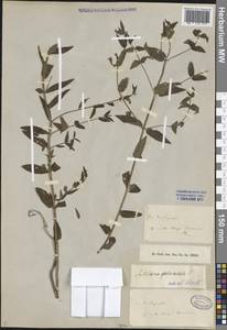 Scutellaria galericulata L., Caucasus, Armenia (K5) (Armenia)