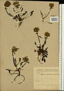 Pedicularis lanata Willd. ex Cham. & Schltdl., Eastern Europe, Northern region (E1) (Russia)