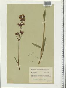 Viscaria vulgaris Röhling, Eastern Europe, Central region (E4) (Russia)