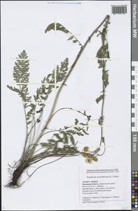Tanacetum corymbosum subsp. corymbosum, Eastern Europe, Central forest-and-steppe region (E6) (Russia)