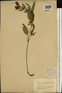 Prunella grandiflora (L.) Scholler, Eastern Europe, Central forest-and-steppe region (E6) (Russia)