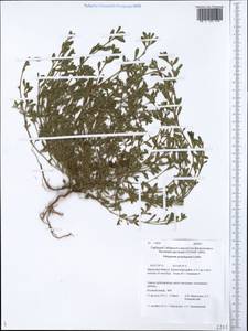Polygonum arenastrum subsp. arenastrum, Siberia, Baikal & Transbaikal region (S4) (Russia)