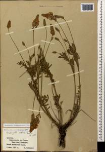 Onobrychis biebersteinii Sirj., Caucasus, Armenia (K5) (Armenia)