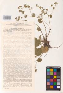 Alchemilla substrigosa Juz. ex Majewski, Eastern Europe, Volga-Kama region (E7) (Russia)