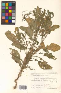 Brassica juncea (L.) Czern., Siberia, Russian Far East (S6) (Russia)