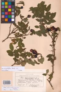 Rosa corymbifera Borkh., Eastern Europe, West Ukrainian region (E13) (Ukraine)