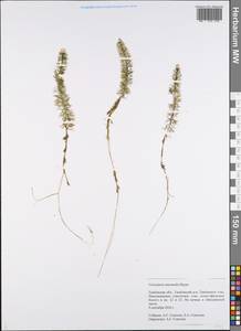 Utricularia intermedia Hayne, Eastern Europe, Central forest-and-steppe region (E6) (Russia)