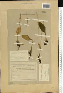 Malaxis monophyllos (L.) Sw., Eastern Europe, Volga-Kama region (E7) (Russia)