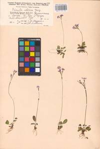 Primula nutans Georgi, Siberia, Baikal & Transbaikal region (S4) (Russia)