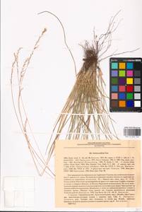 Festuca pallens Host, Eastern Europe, South Ukrainian region (E12) (Ukraine)