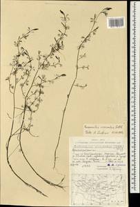 Ranunculus circinatus Sibth., Mongolia (MONG) (Mongolia)