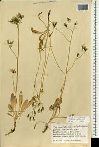 Sonchella dentata (Ledeb.) Sennikov, Mongolia (MONG) (Mongolia)