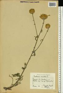 Centaurea orientalis L., Eastern Europe, North Ukrainian region (E11) (Ukraine)