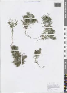 Hexaphylla cretacea (Willd. ex Roem. & Schult.) P.Caputo & Del Guacchio, Caucasus, Black Sea Shore (from Novorossiysk to Adler) (K3) (Russia)