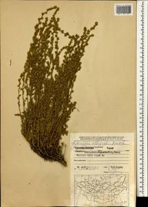 Artemisia obtusiloba subsp. altaiensis (Krasch.) Krasnob., Mongolia (MONG) (Mongolia)