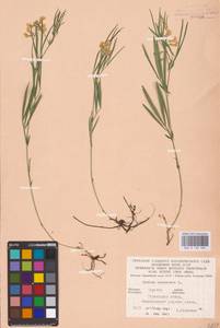 Lathyrus pallescens (M.Bieb.) K.Koch, Eastern Europe, Central forest-and-steppe region (E6) (Russia)